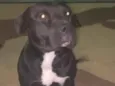 Negão