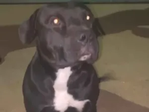 Cachorro raça Pit-Bull idade 7 a 11 meses nome Negão