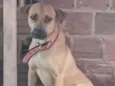 Scooby 