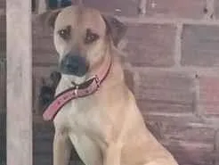 Cachorro raça SRD-ViraLata idade 1 ano nome Scooby 