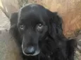 Dylan