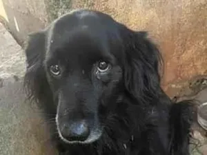 Cachorro raça SRD-ViraLata idade 5 anos nome Dylan