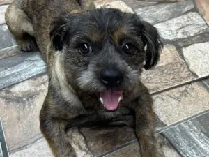 Cachorro raça SRD-ViraLata idade 1 ano nome GORDA