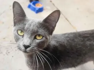 Gato raça SRD-ViraLata idade 1 ano nome Flora