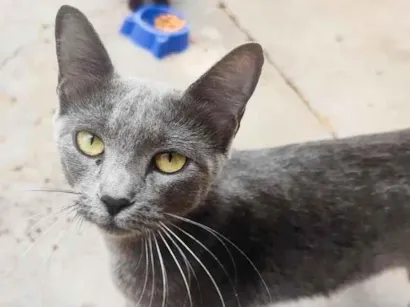 Gato raça SRD-ViraLata idade 1 ano nome Flora