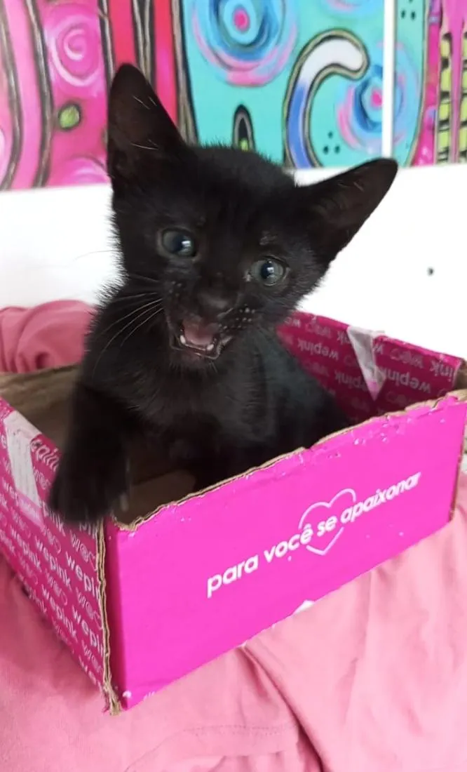 Gato raça SRD-ViraLata idade 2 a 6 meses nome ZIGGY