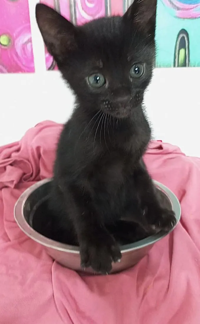 Gato raça SRD-ViraLata idade 2 a 6 meses nome ZIGGY