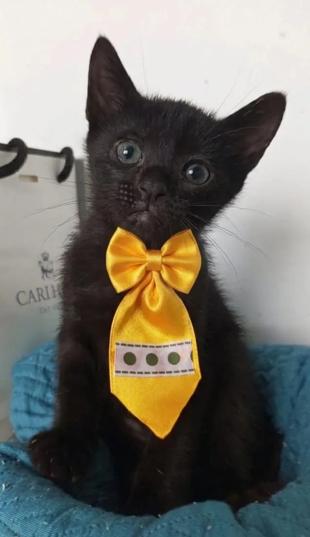 Gato raça SRD-ViraLata idade 2 a 6 meses nome ZIGGY