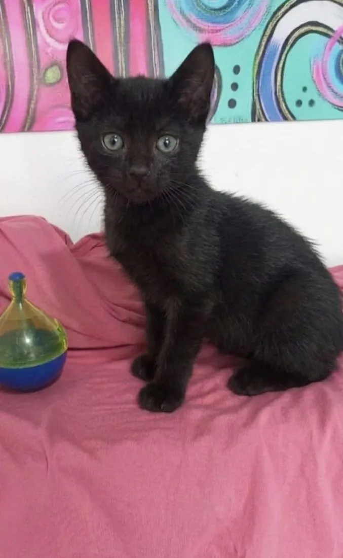 Gato raça SRD-ViraLata idade 2 a 6 meses nome ZIGGY