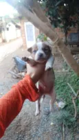 Ursinho