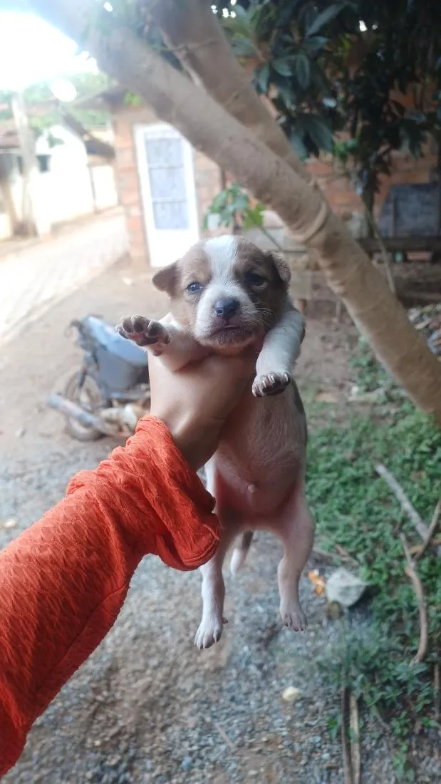 Cachorro raça SRD-ViraLata idade Abaixo de 2 meses nome Ursinho