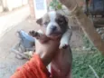 Ursinho
