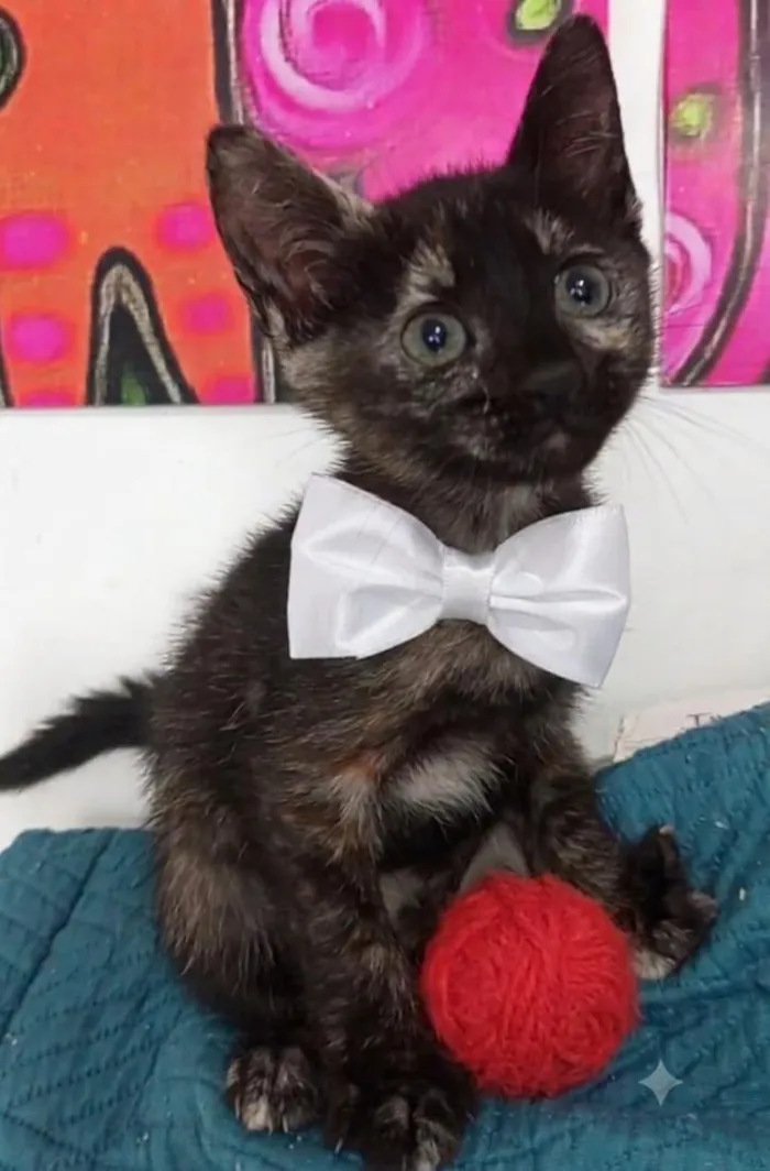 Gato raça SRD-ViraLata idade 2 a 6 meses nome ZARA