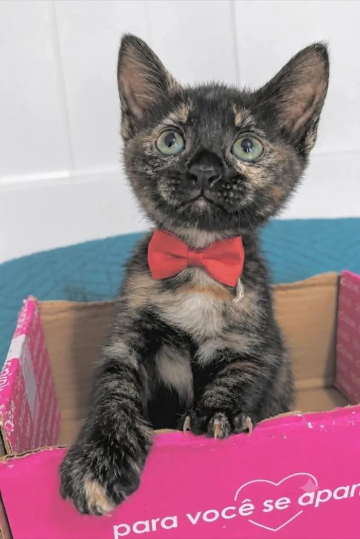 Gato raça SRD-ViraLata idade 2 a 6 meses nome ZARA