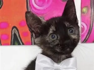 Gato raça SRD-ViraLata idade 2 a 6 meses nome ZARA