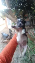 Fofinho