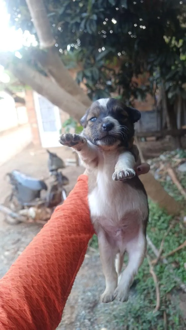 Cachorro raça SRD-ViraLata idade Abaixo de 2 meses nome Fofinho