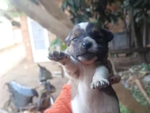 Cachorro raça SRD-ViraLata idade Abaixo de 2 meses nome Fofinho
