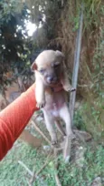 Amorzinho