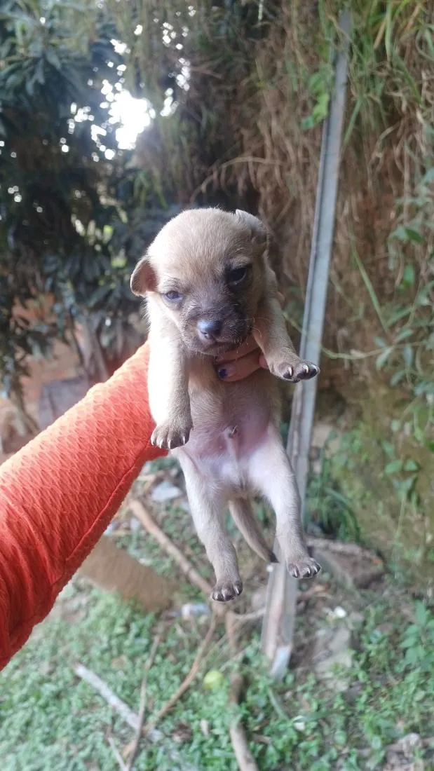 Cachorro raça SRD-ViraLata idade Abaixo de 2 meses nome Amorzinho