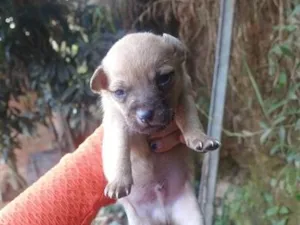 Cachorro raça SRD-ViraLata idade Abaixo de 2 meses nome Amorzinho