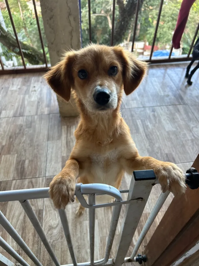 Cachorro raça SRD-ViraLata idade 1 ano nome Lora