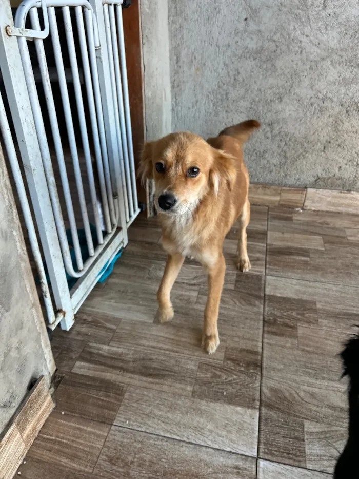Cachorro raça SRD-ViraLata idade 1 ano nome Lora