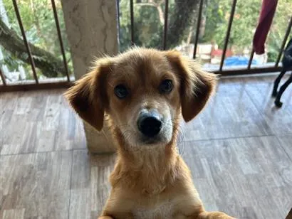 Cachorro raça SRD-ViraLata idade 1 ano nome Lora