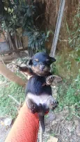 Bebezinha
