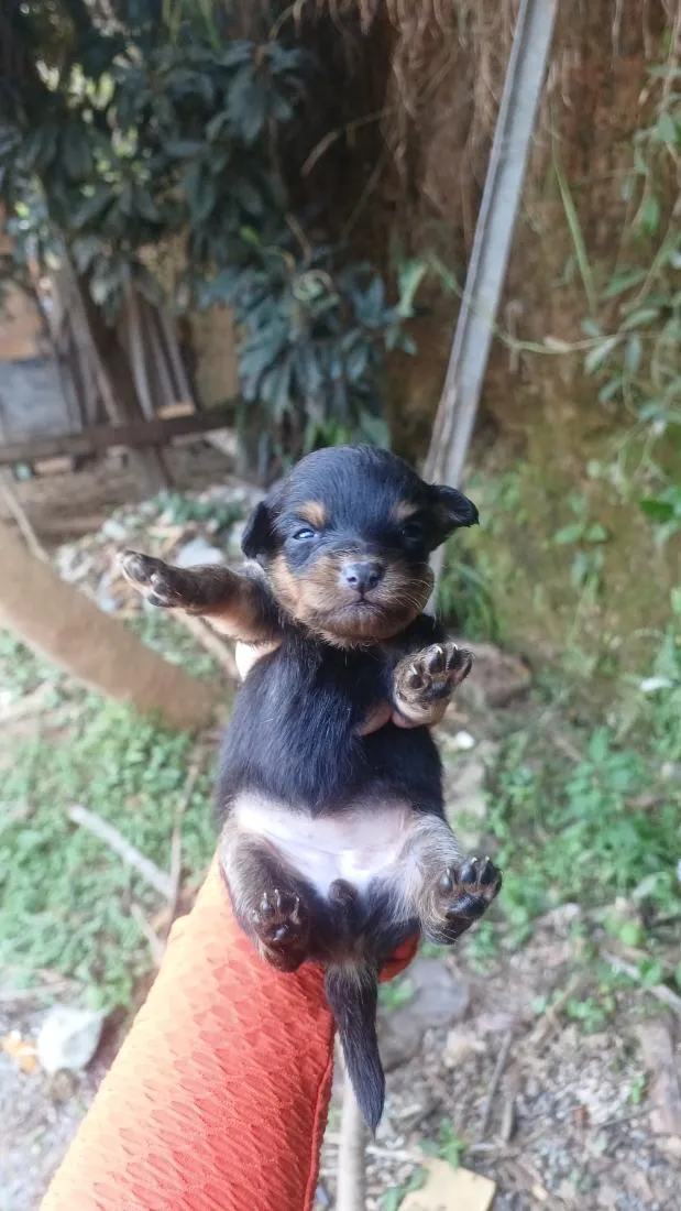 Cachorro raça SRD-ViraLata idade Abaixo de 2 meses nome Bebezinha