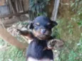 Bebezinha