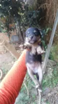 Nenenzinha