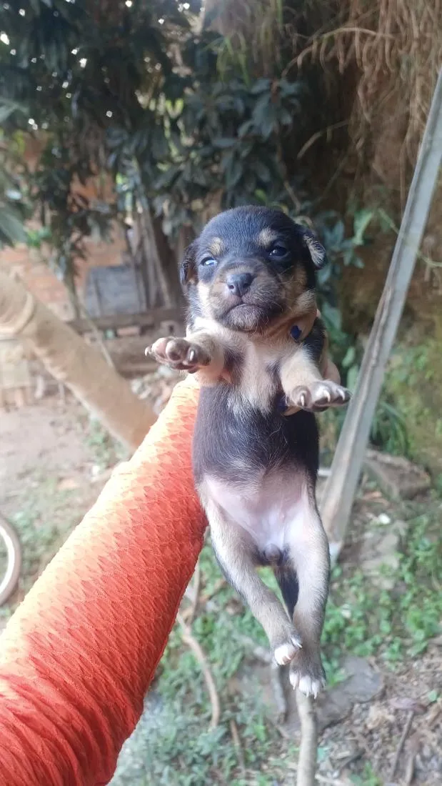 Cachorro raça SRD-ViraLata idade Abaixo de 2 meses nome Nenenzinha