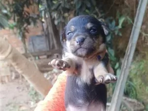 Cachorro raça SRD-ViraLata idade Abaixo de 2 meses nome Nenenzinha