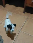 Piratinha