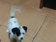 Piratinha