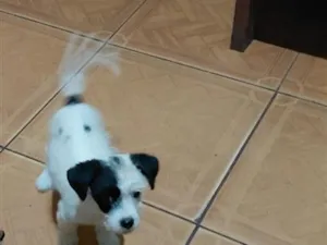 Cachorro raça SRD-ViraLata idade 2 a 6 meses nome Piratinha