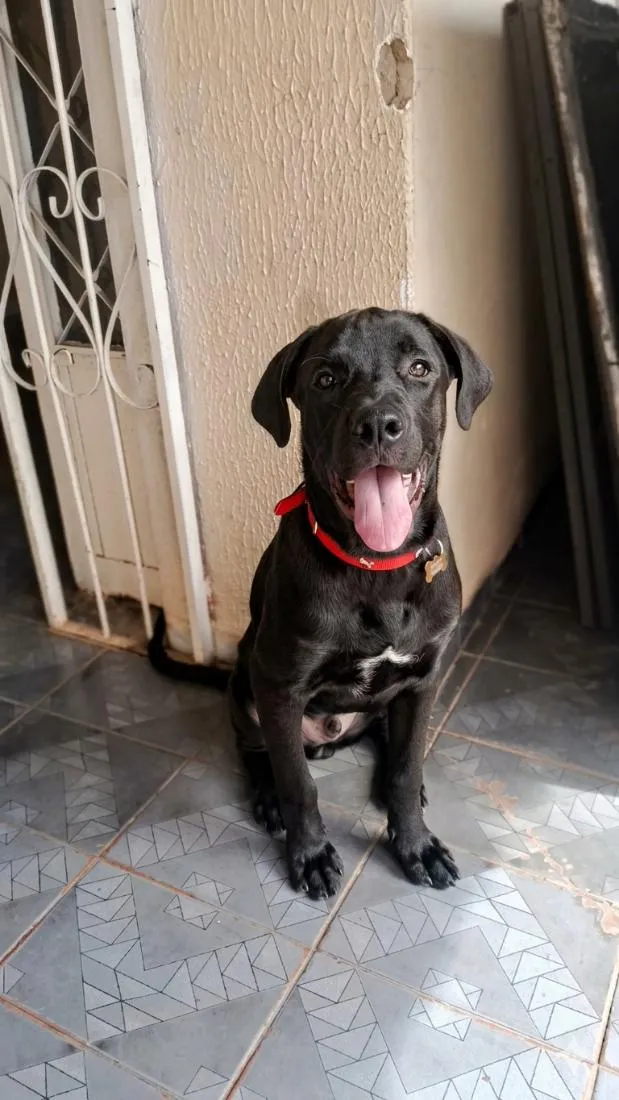 Cachorro raça SRD-ViraLata idade 7 a 11 meses nome Scooby 