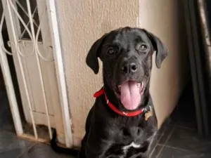 Cachorro raça SRD-ViraLata idade 7 a 11 meses nome Scooby 