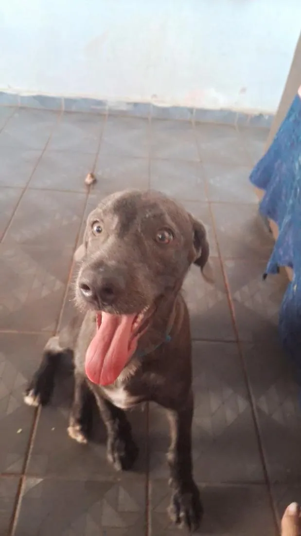 Cachorro raça SRD-ViraLata idade 1 ano nome salsicha 