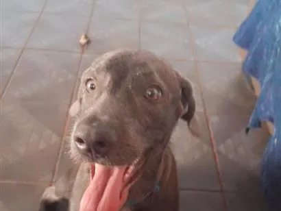 Cachorro raça SRD-ViraLata idade 1 ano nome salsicha 