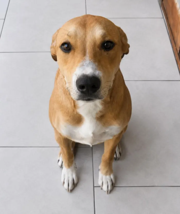Cachorro raça SRD-ViraLata idade 2 a 6 meses nome Neguinha