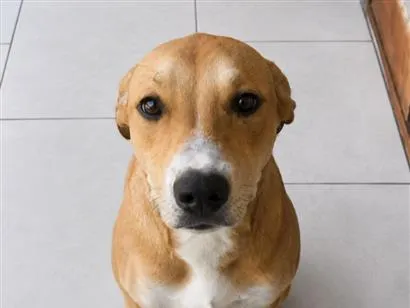 Cachorro raça SRD-ViraLata idade 2 a 6 meses nome Neguinha