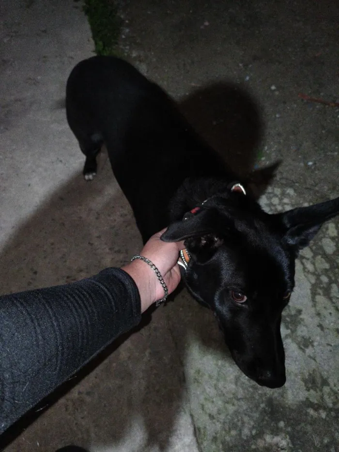 Cachorro raça SRD-ViraLata idade 7 a 11 meses nome Pretinho