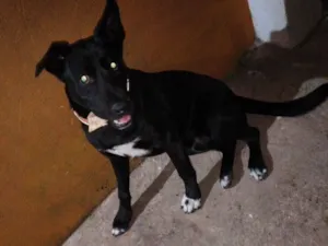 Cachorro raça SRD-ViraLata idade 7 a 11 meses nome Pretinho