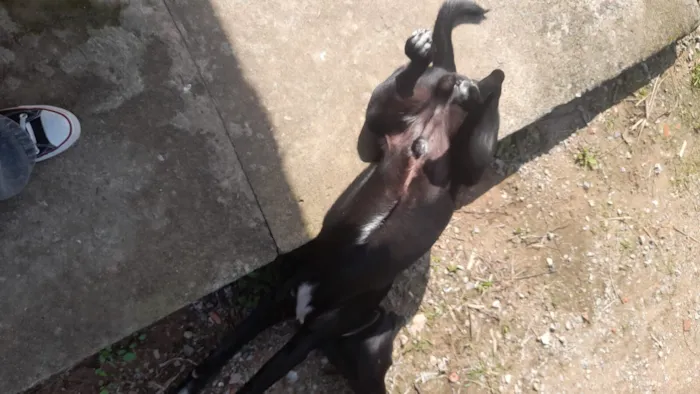Cachorro raça SRD-ViraLata idade 7 a 11 meses nome Pretinho