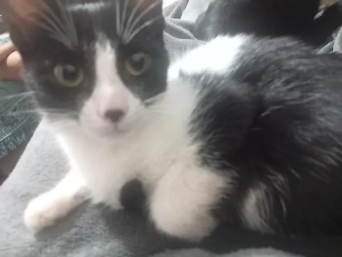 Gato raça SRD-ViraLata idade 2 a 6 meses nome vaquinha 