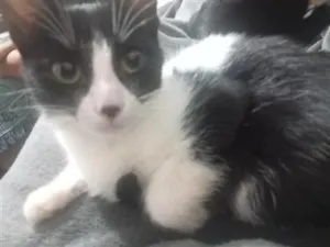 Gato raça SRD-ViraLata idade 2 a 6 meses nome vaquinha 