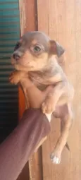 Machinho 1