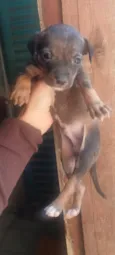 Machinho 2